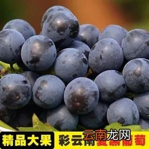 夏黑葡萄的产地是什么地方