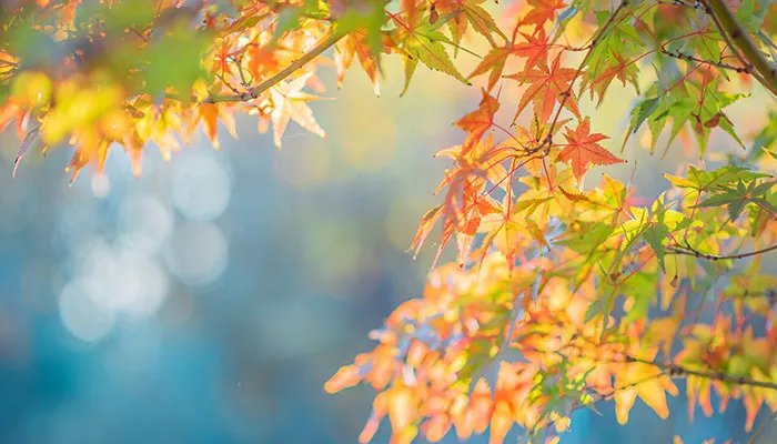 立秋节气的含义是什么意思 立秋是什么时候代表什么意思