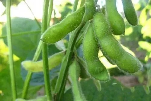 黄豆产地中国哪里最好