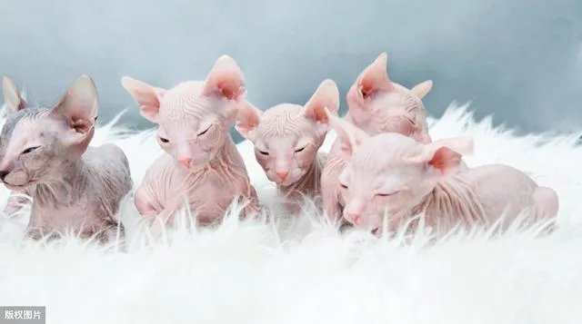 无毛猫价格上猫舍和个人的多少钱？