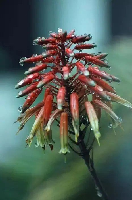 【绿植】开花露峥嵘（上）