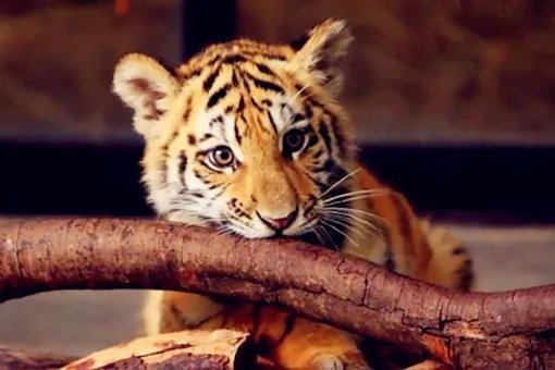 1926年属什么生肖属相?