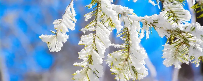 雾凇的形成 雾凇怎样形成的