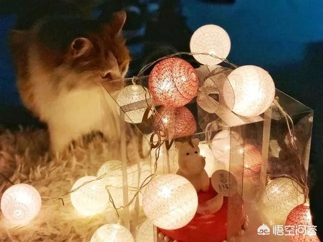 北京有哪些蛋糕店比较好?