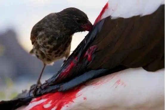 世界十大吸血动物