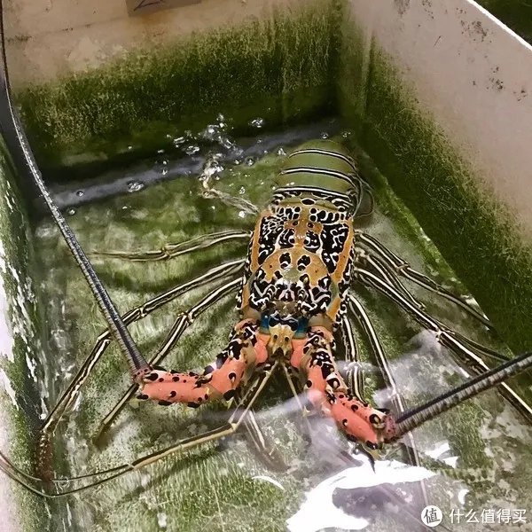 龙虾怎么做好吃