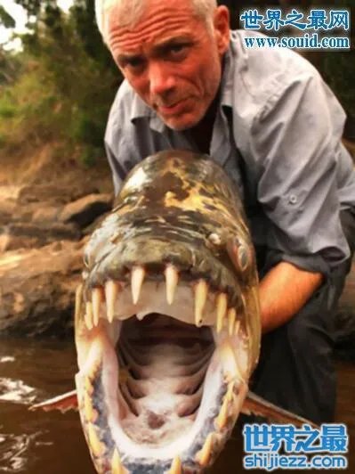 世界上最凶猛的鱼类,巨型水虎鱼(食人鱼)