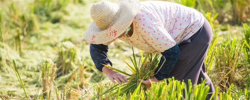 1亩等于多少平方米 1亩有多少平方米