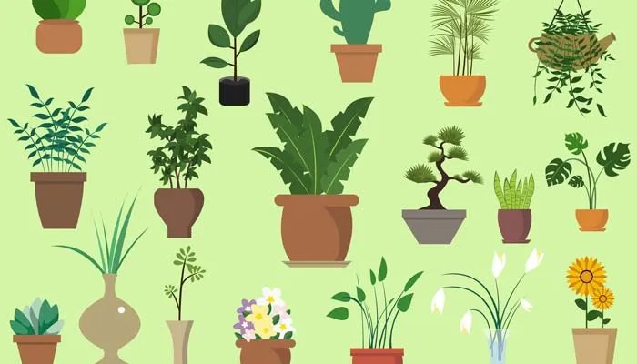 六月雪的养殖方法 六月雪怎么养