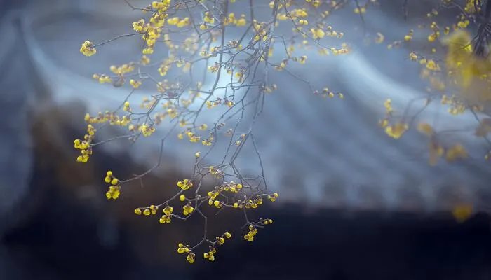 宝剑锋从磨砺出梅花香自苦寒来的意思 宝剑锋从磨砺出梅花香自苦寒来什么意思