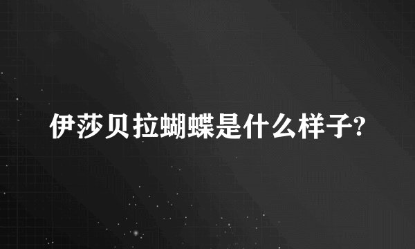伊莎贝拉蝴蝶是什么样子?