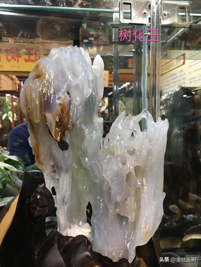 真正的树化石价格