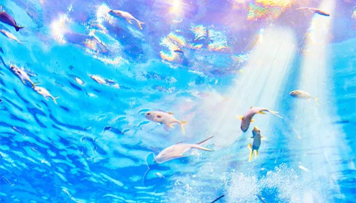 鲶鱼效应是什么意思