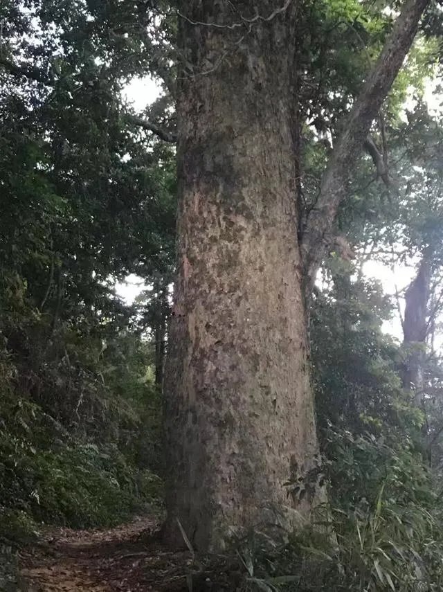 福建7地入选“中国森林氧吧”，分别是哪7个？