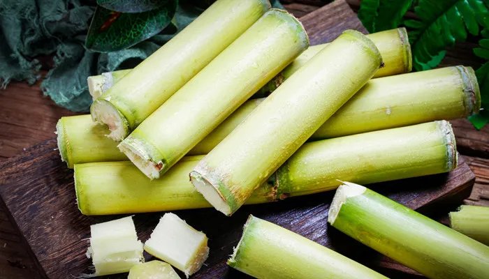 甘蔗的产地 甘蔗的产地在哪里