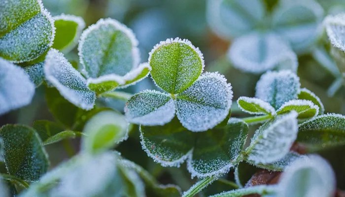 寒露后面的节气是什么 寒露之后是什么节气