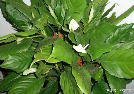 万年青开花吗？