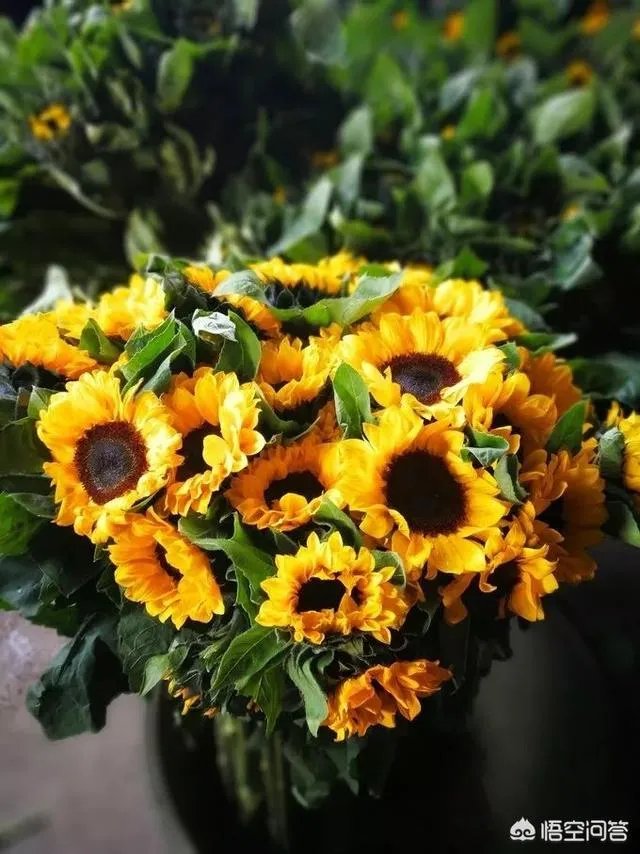 云南有哪些大的鲜花市场？