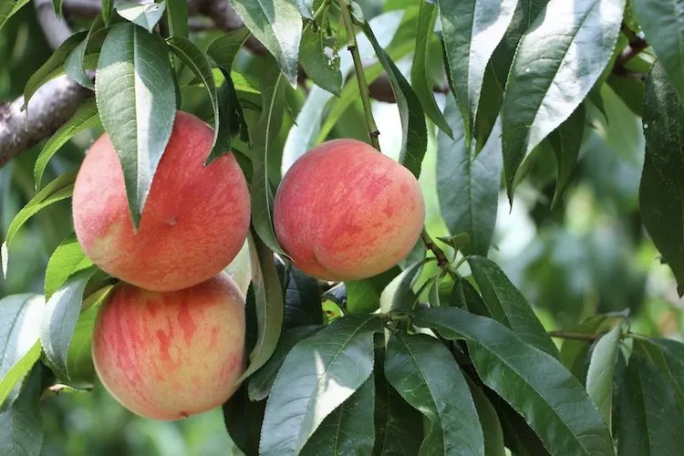 血糖高适合吃什么样的水果