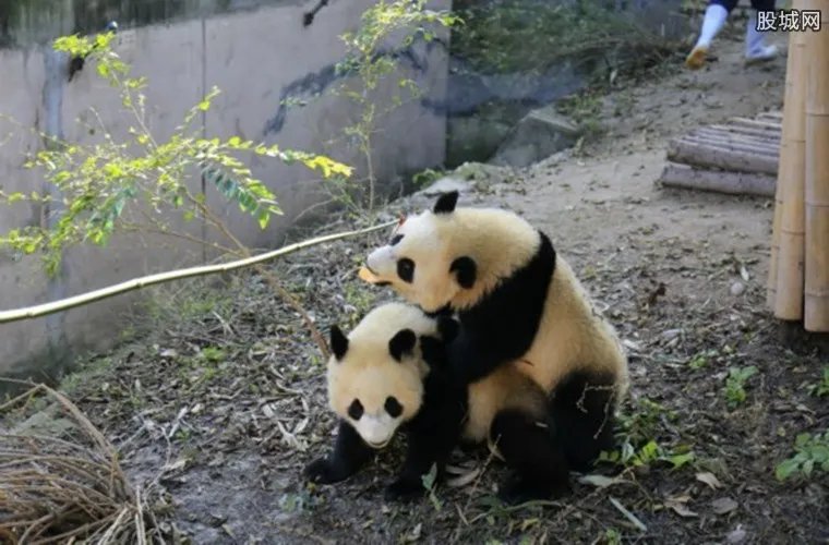 日本为熊猫建豪宅 斥资22亿面积超过1000平方米