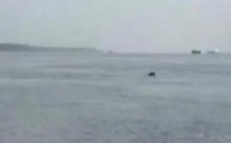 功能性灭绝的白鱀豚重现长江是真的吗?