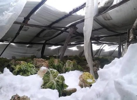 河北承德双滦区一蔬菜大棚意外倒塌的原因查明了吗？