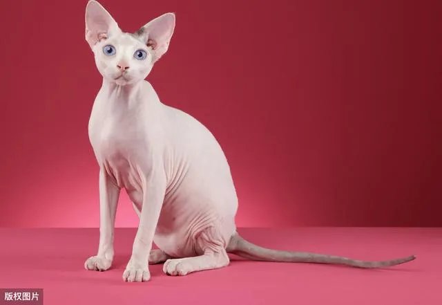 无毛猫价格上猫舍和个人的多少钱？