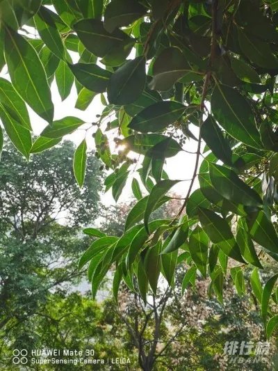 华为mate30和p40哪个拍照效果好_华为mate30和p40对比哪个好