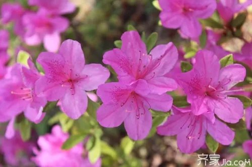 各种盆栽花卉名称及图片欣赏大全