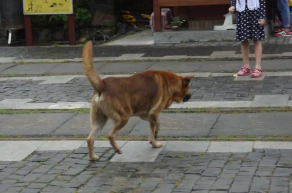 邯郸男孩失联3日发现遗体,这名男孩的死因到底是什么?