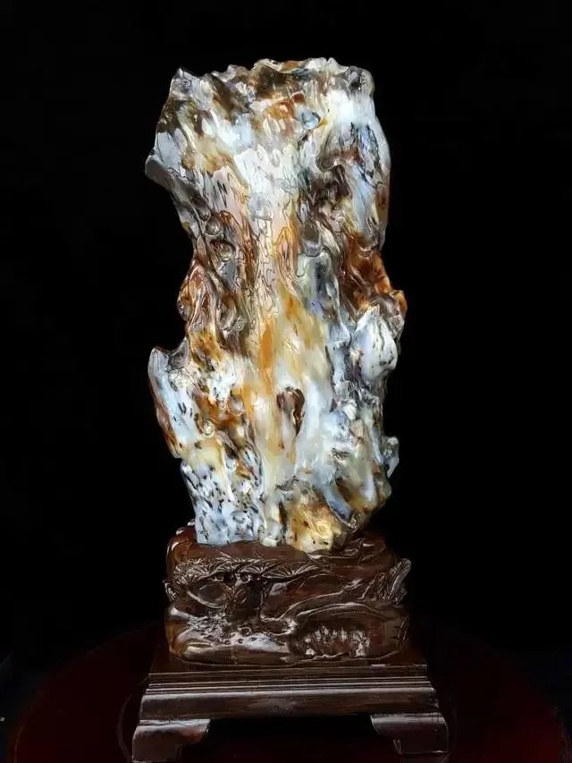 真正的树化石价格