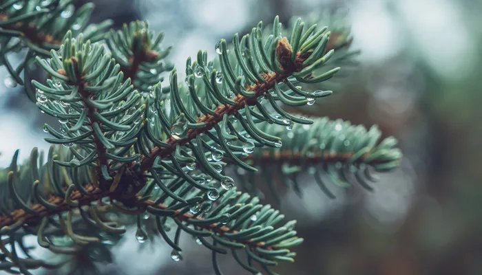 松树的作用是什么 松树的作用有哪些