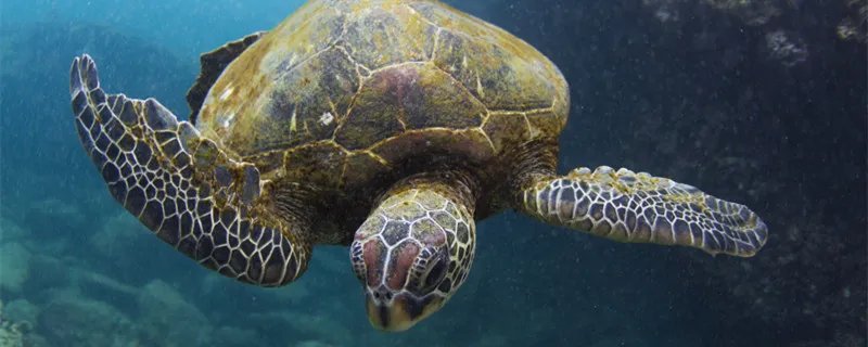 世界上体型最大的乌龟 世界上体型最大的乌龟是什么