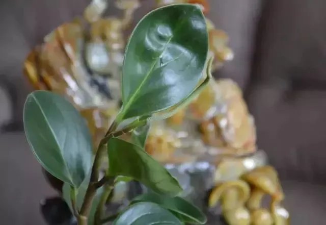 【绿植】开花露峥嵘（上）