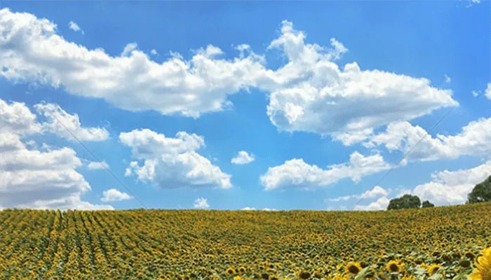 花中君子是什么花 什么花是花中君子