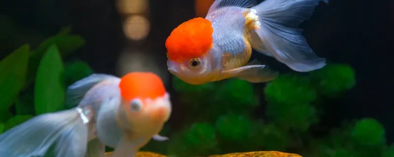 小鱼缸适合养什么鱼 小鱼缸适合养什么种类的鱼