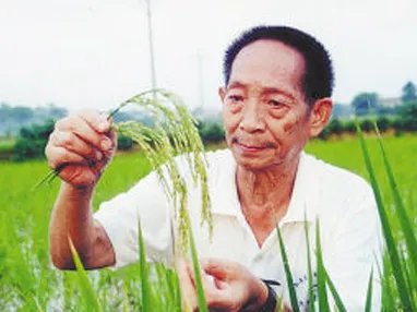 2米高“巨型稻”在重庆拾万镇迎来丰收,“巨型稻”是谁培育的?