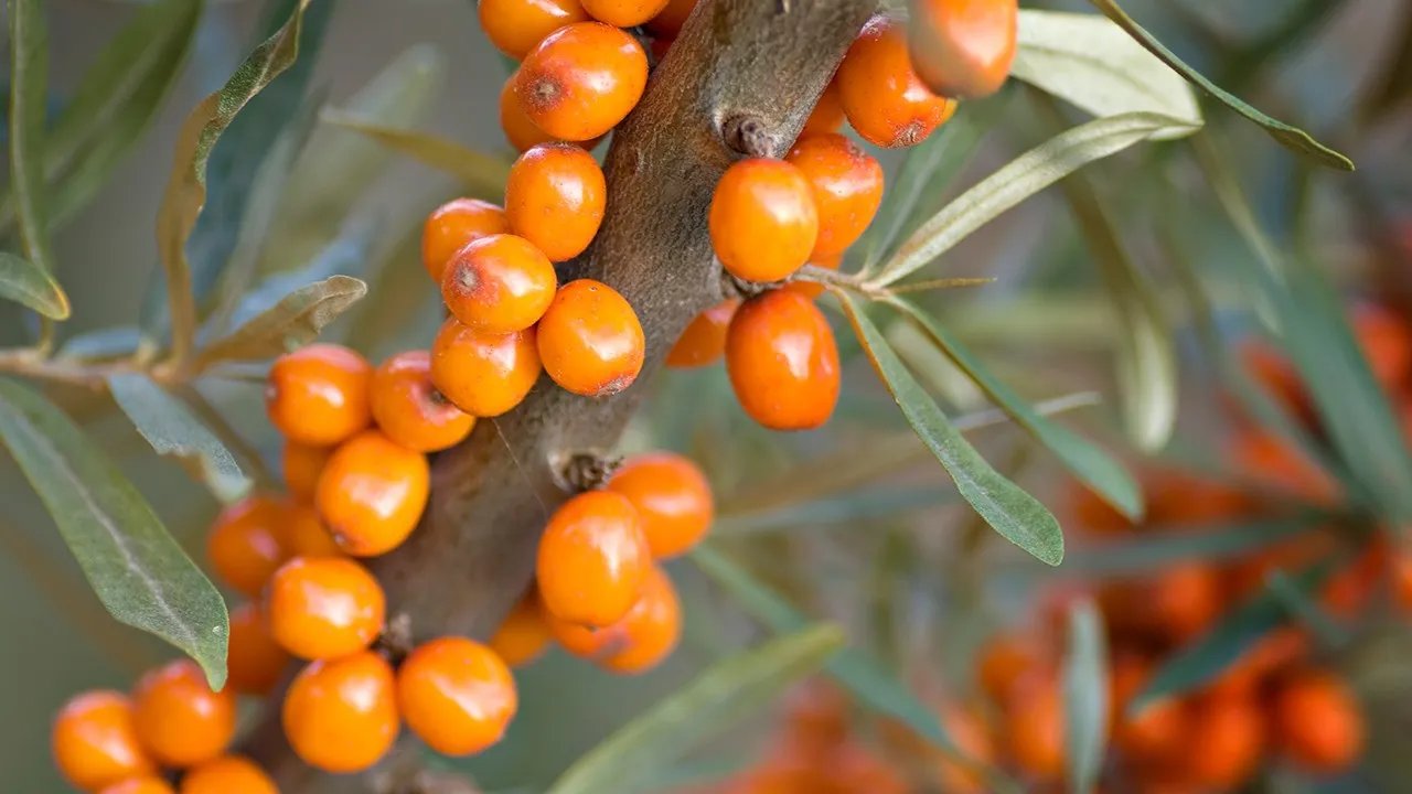 沙棘的功效 沙棘现代应用方法有什么