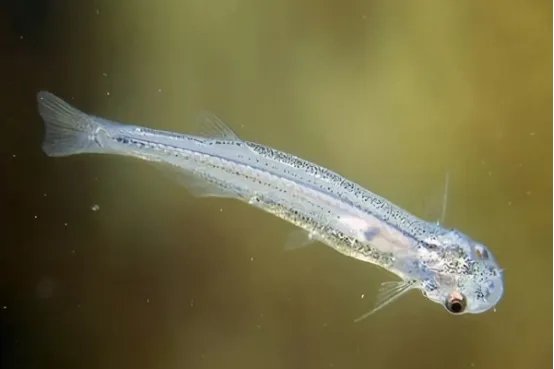 世界十大吸血动物