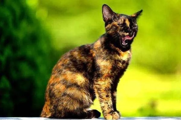 巴基斯坦沙猫的濒临灭绝