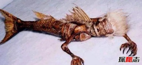 美人鱼真身吓人图片揭秘 美人鱼长相惊悚十分可怕