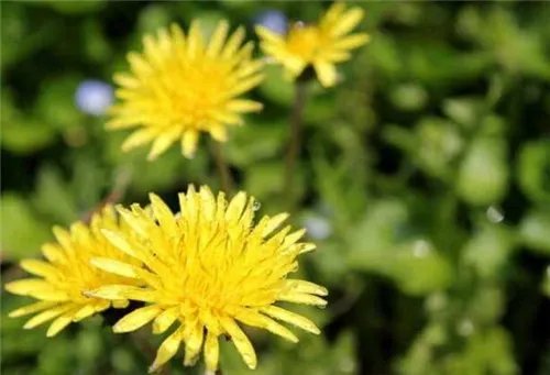 蒲公英的资料大全 隐藏着众多价值的蒲公英