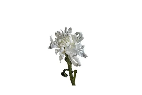 白菊花的功效与作用