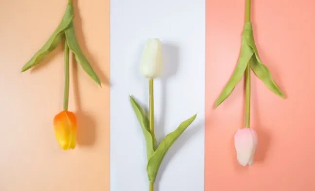 教师节送什么鲜花好 送什么花给老师比较适合