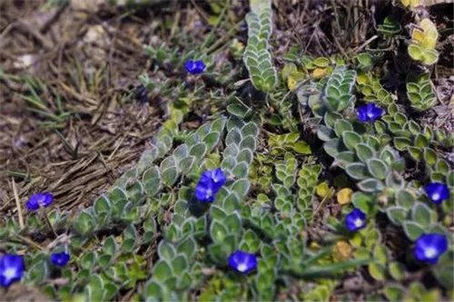 土丁桂是什么 土丁桂如何食用