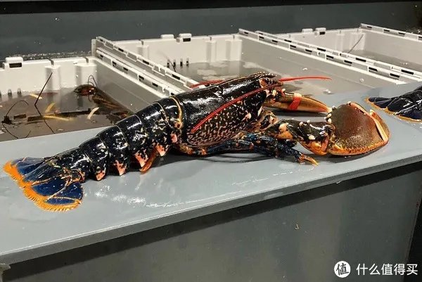 龙虾怎么做好吃