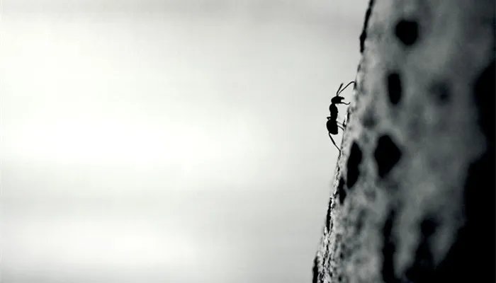 蚂蚁是不是昆虫 蚂蚁是昆虫吗