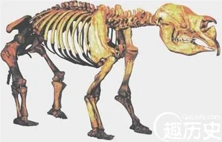 揭秘澳洲神秘生物水怪“本耶普”到底为何物?