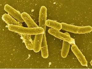 多国暴发巧克力相关沙门氏菌疫情，这种病毒是通过什么途径传播的？