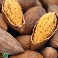 香榧是什么?香榧子有什么价值